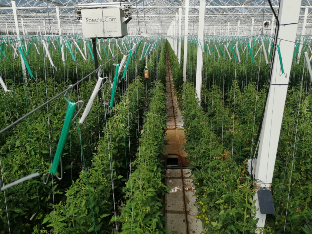 Een paarse gloed op het tomatengewas vertelt hoeveel suikers in het tomatengewas aanwezig zijn, en dus hoeveel groeikracht het gewas heeft.